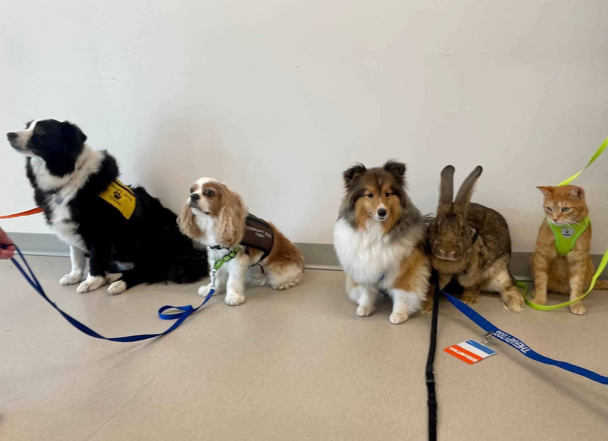 Paws for Patients - Group of pets