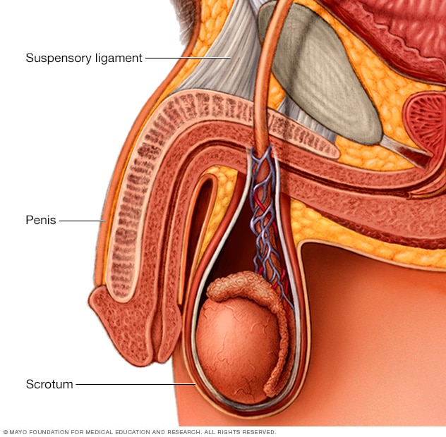 Suspensory ligament 