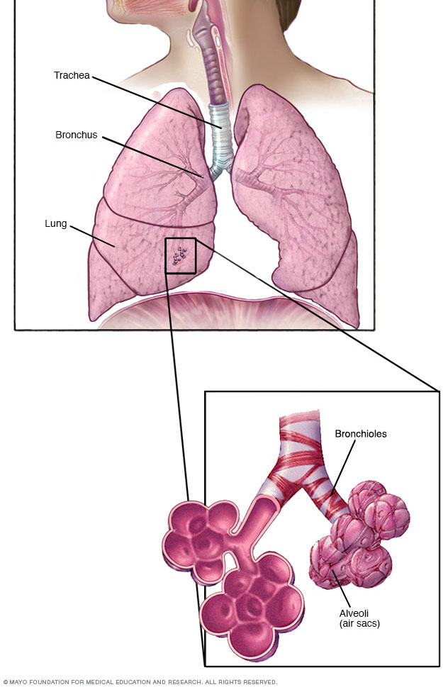 Bronchioles and alveoli