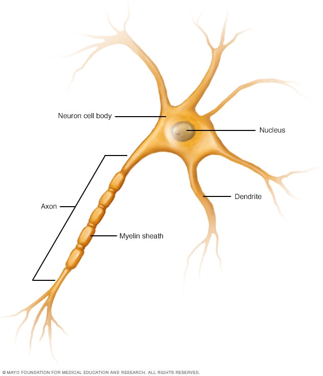 Nerve cell (neuron), showing axon and dendrites