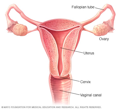 Locations of female reproductive organs