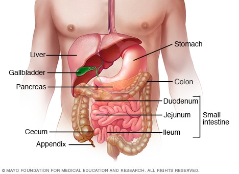 Digestive system