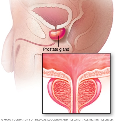 Prostate gland