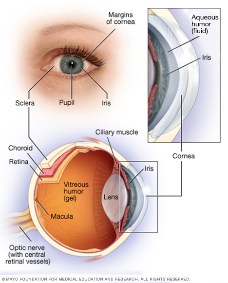 Anatomy of the eye