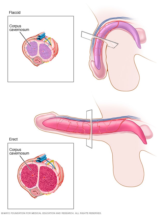 Flaccid and erect penis