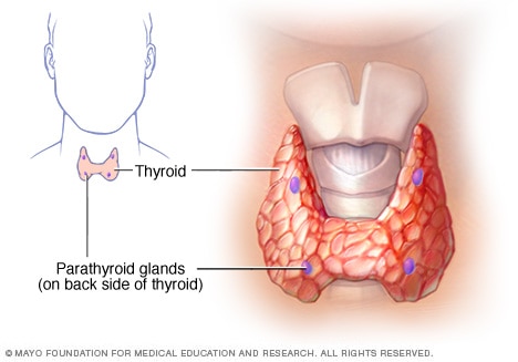 Parathyroid glands