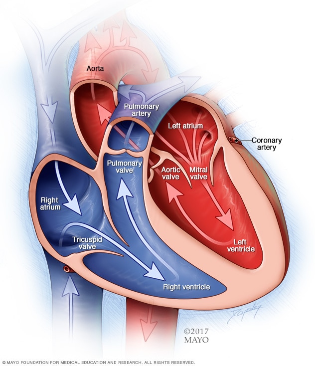 The left and right atria and left and right ventricles
