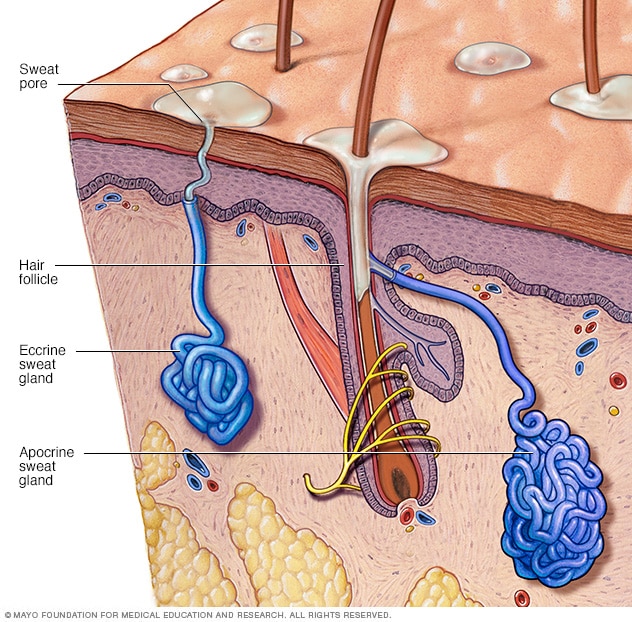 Sweat glands