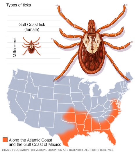 Gulf Coast tick