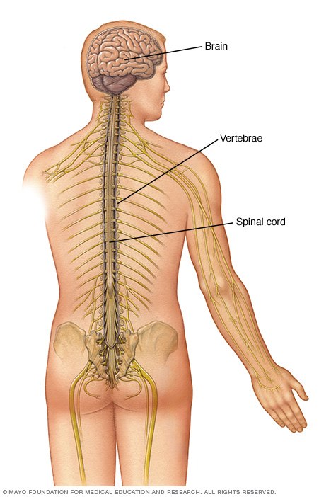 The spinal cord, which extends from the base of the skull to the lower back