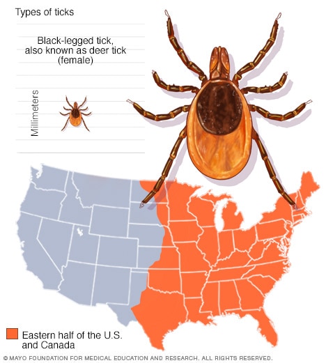 Black-legged tick