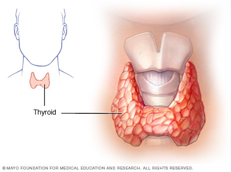 Thyroid gland showing larynx and trachea