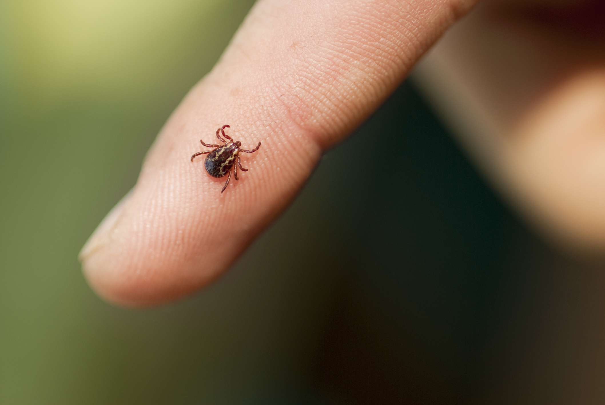 Found a Tick? What to Do Next and When to See a Doctor